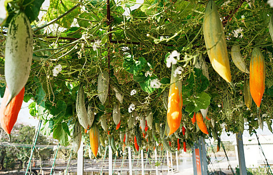 羊城广州初冬农科院菜园瓜棚里的玉米地