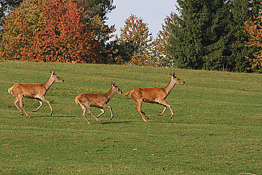 赤鹿,三个,雌鹿,草地
