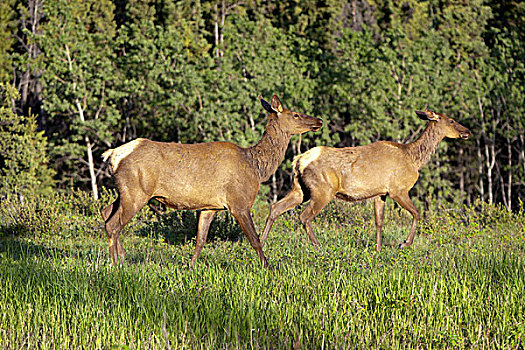 麋鹿,北美马鹿,鹿属,母牛,育空地区,加拿大