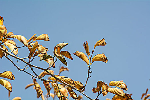 秋天黄叶满枝