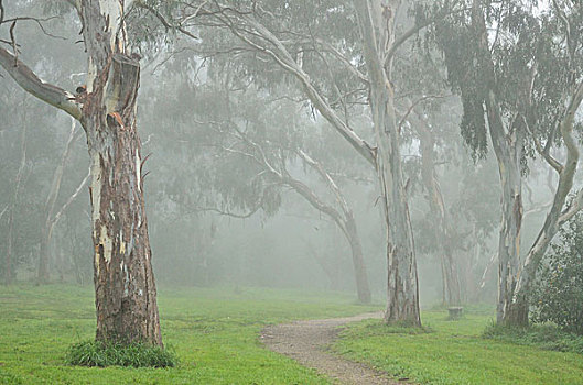 橡胶树,墨尔本,维多利亚,澳大利亚