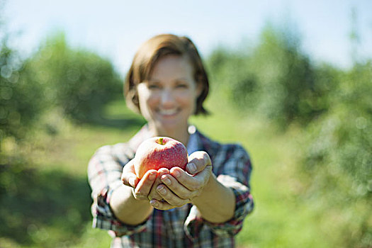 女人,格子衬衫,拿着,新鲜,苹果,捧着,果园,农场