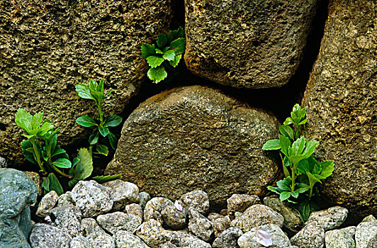 小,绿色,植物,生长,石头