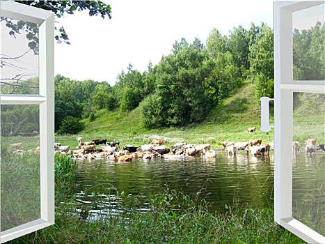 风景,河,母牛