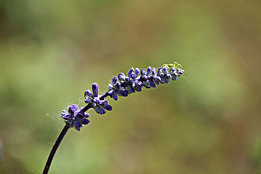 鼠尾草