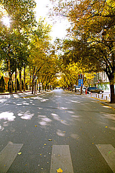 秋天使馆街两旁黄色的银杏树