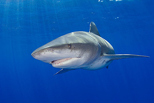 远洋白鰭鯊,长鳍真鲨,巴哈马浅滩,巴哈马,中美洲