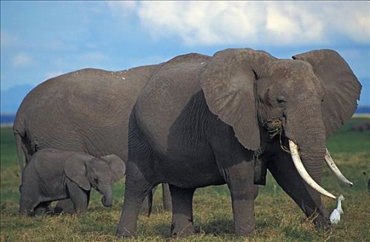 大象,非洲象,肯尼亚,非洲