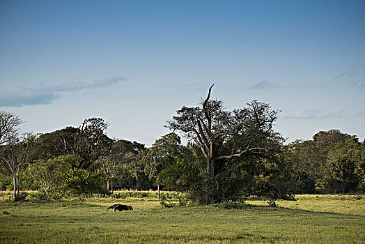 巨型食蚁兽,大食蚁兽,栖息地,潘塔纳尔,南马托格罗索州,巴西,南美