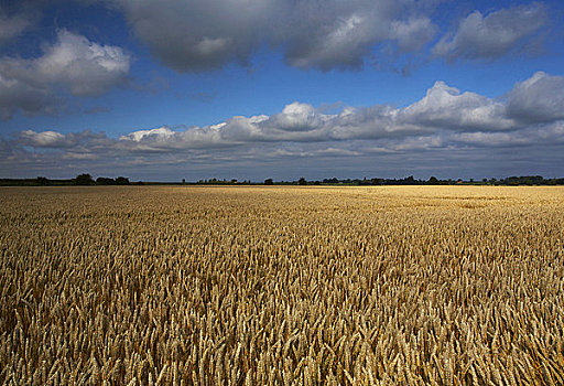 英格兰,诺福克,东方,小麦,夏天,乡村