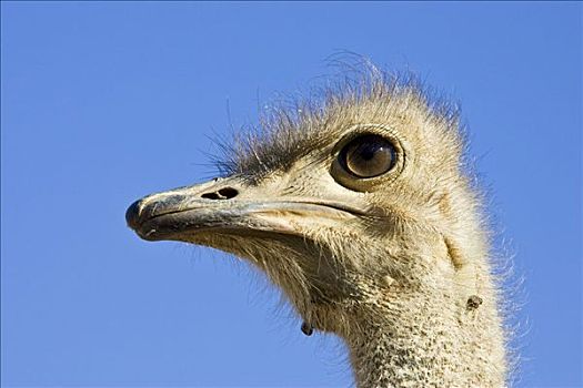 鸵鸟,头部,鸵鸟属,纳米比亚,非洲