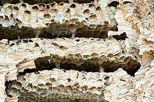 黄蜂,蜂巢,背景