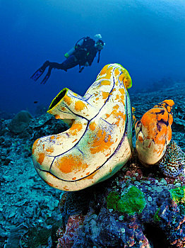 潜水,牛,心形,海鞘类,四王群岛,伊里安查亚省,西巴布亚,印度尼西亚,亚洲