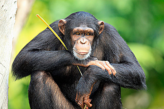 黑猩猩,类人猿,成年,新加坡,亚洲