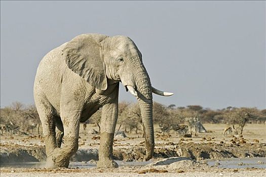 非洲象,跳羚,博茨瓦纳,非洲