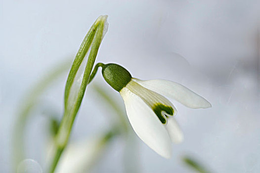 雪花莲