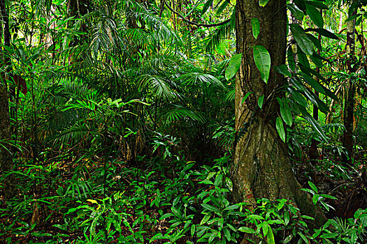 雨林,困苦,国家公园,昆士兰,澳大利亚