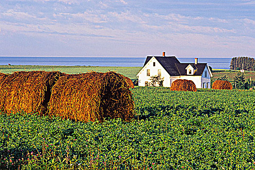 大捆,干草,多色菱形花纹,岸边,农场,爱德华王子岛,加拿大