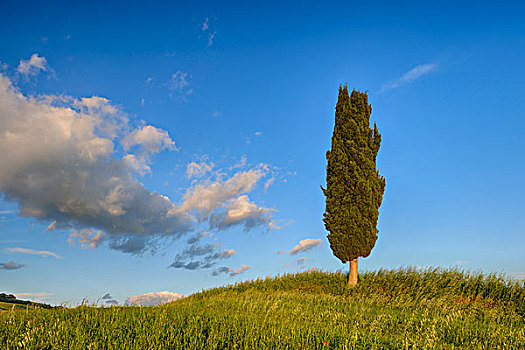 柏树,绿色,地点,皮恩扎,托斯卡纳,意大利