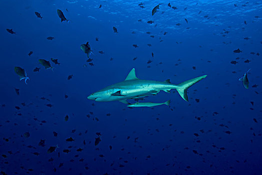 灰礁鲨,黑尾真鲨,鱼群,扳机鱼,尼日尔,深海,印度洋,马尔代夫,亚洲