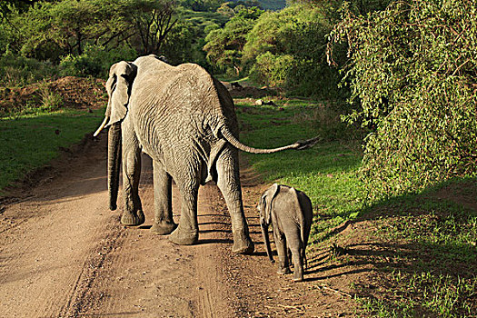 非洲,大象,曼雅拉湖国家公园,坦桑尼亚