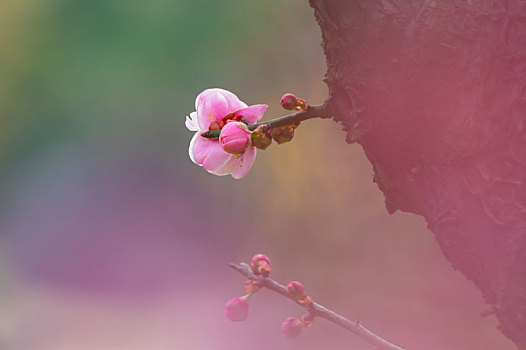 初春梅园梅花绽放