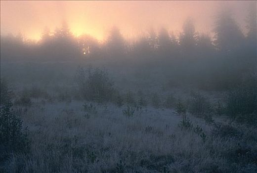 晨雾,霜,靠近,新布兰斯维克,加拿大