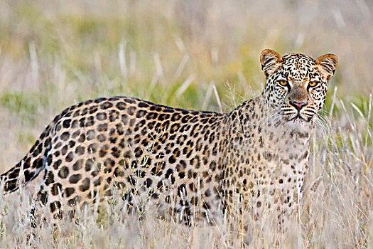豹,埃托沙国家公园,纳米比亚,非洲