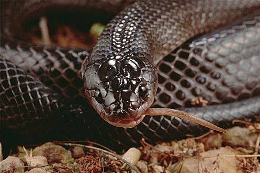 黑色,蛇,吃,猪鼻蛇,生态系统,巴西