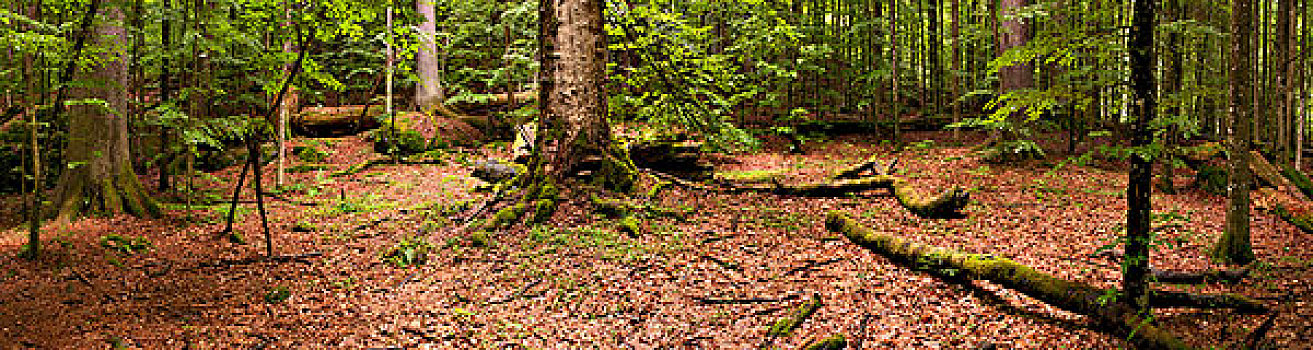 原始森林,巴伐利亚森林国家公园,巴伐利亚,德国,欧洲