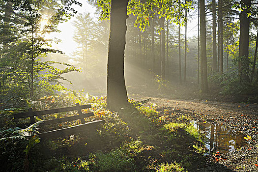 长椅,树林,晨雾,太阳,奥登瓦尔德,黑森州,德国