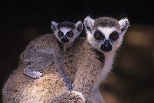 马达加斯加,节尾狐猴,幼仔,特写