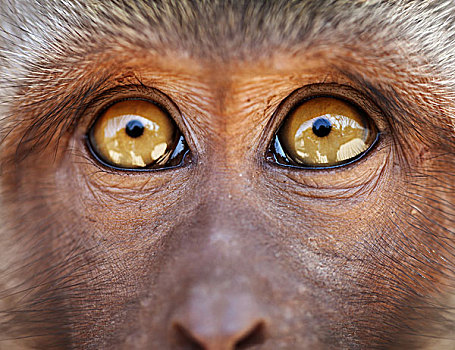 猴子,黄色眼睛,特写,食蟹猴