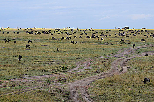 肯尼亚,马赛马拉国家保护区,大象,角马,草地,大幅,尺寸
