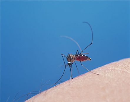 亚洲虎蚊,白腺斑蚊,人,日本