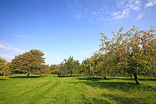 草地,散开,果树,苹果树,梨树