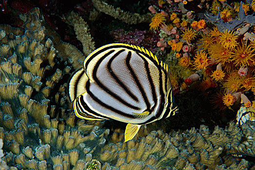 蝴蝶鱼,万鸦老,印度尼西亚