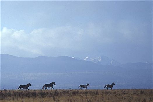 野马,草地,地平线,卡纳纳斯基斯县,靠近,加拿大,艾伯塔省