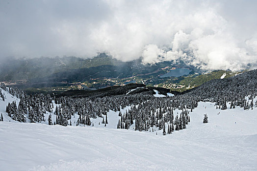 积雪,常青树,山,乡村,背景,惠斯勒,不列颠哥伦比亚省,加拿大