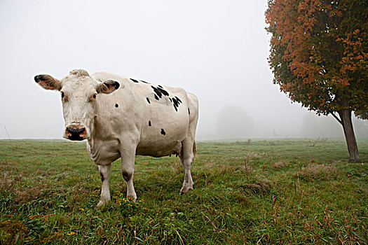 美国,佛蒙特州,母牛,草场,早晨