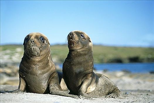海狮,新西兰海狮,两个,幼兽,幼仔,玩,岛屿,奥克兰,新西兰