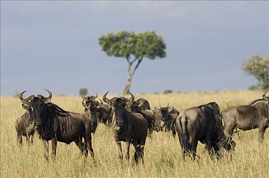 肯尼亚,马赛马拉国家保护区,角马,室外,马赛马拉