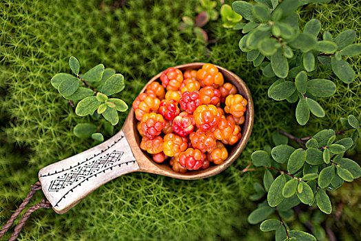 野生黄莓,长柄勺