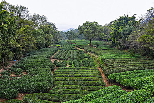 梅家坞茶山风光