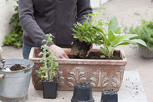 植物,赤陶,盒子,多年生植物