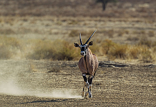 南非大羚羊,羚羊,强势,男性,跑,尝试,威迫,对手,卡拉哈里沙漠,卡拉哈迪大羚羊国家公园,南非,非洲