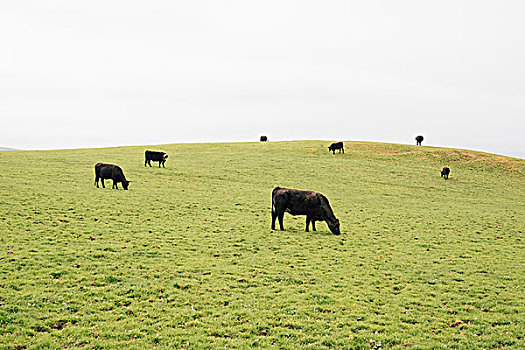 母牛,放牧,草地