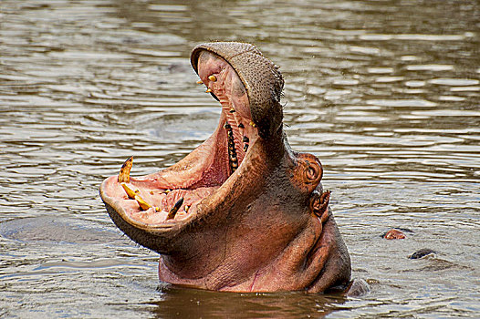 巨大,雄性,河马,哈欠,游泳池,塞伦盖蒂国家公园,坦桑尼亚