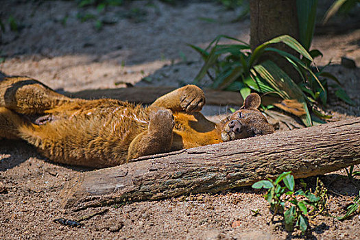 madagascar马达加斯加灵猫fossa-狐猴天敌