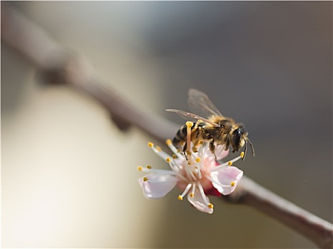 蜜蜂,授粉,花,杏子